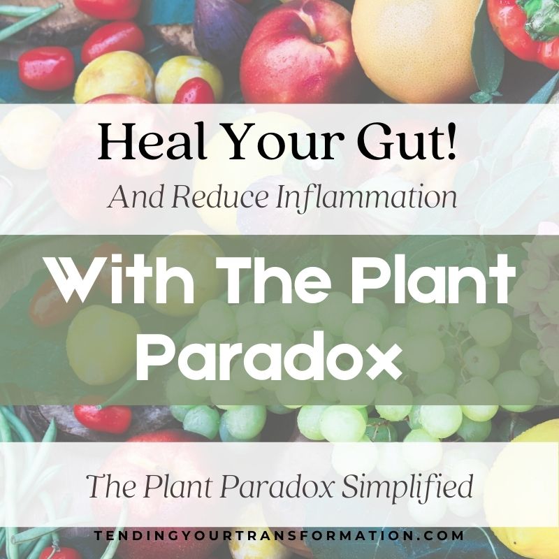 Image With Text, "Heal Your Gut! And Reduce Inflammation With The Plant Paradox. The Plant Paradox Simplified." tendingyourtransformation.com